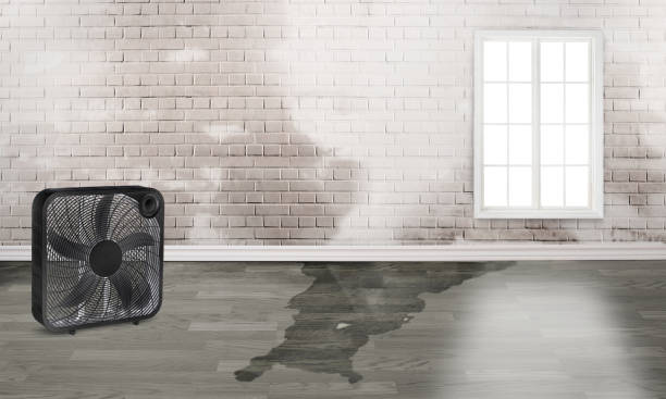 Best Water damage contractors near me  in South San Jose Hills, CA