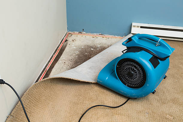 Best Mold removal after water damage  in South San Jose Hills, CA